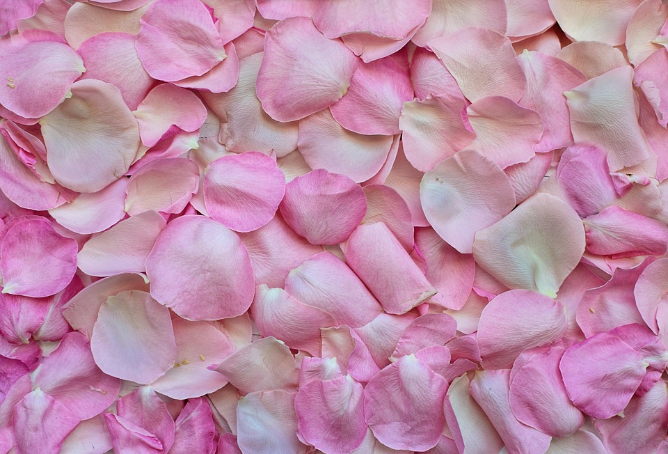 rose petals pink